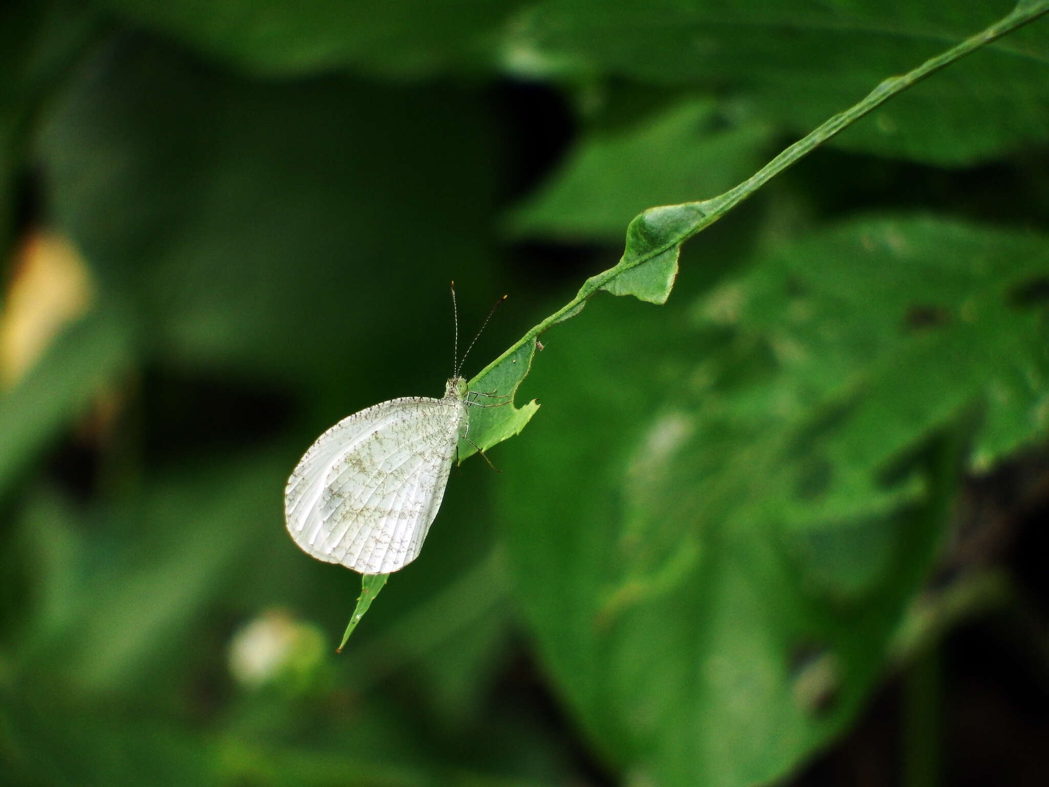 Image of <i>Leptosia nina niobe</i>