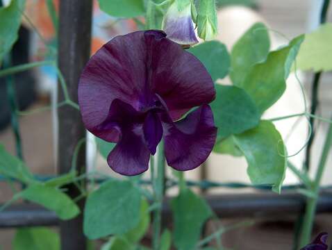 Image of Sweet Pea