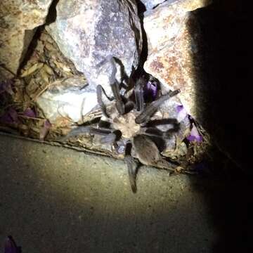 Image of Desert Blond Tarantula