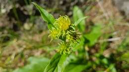 Imagem de Solidago virgaurea subsp. minuta (L.) Arcangeli