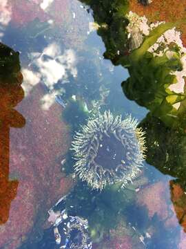 Image of Sandy anemone