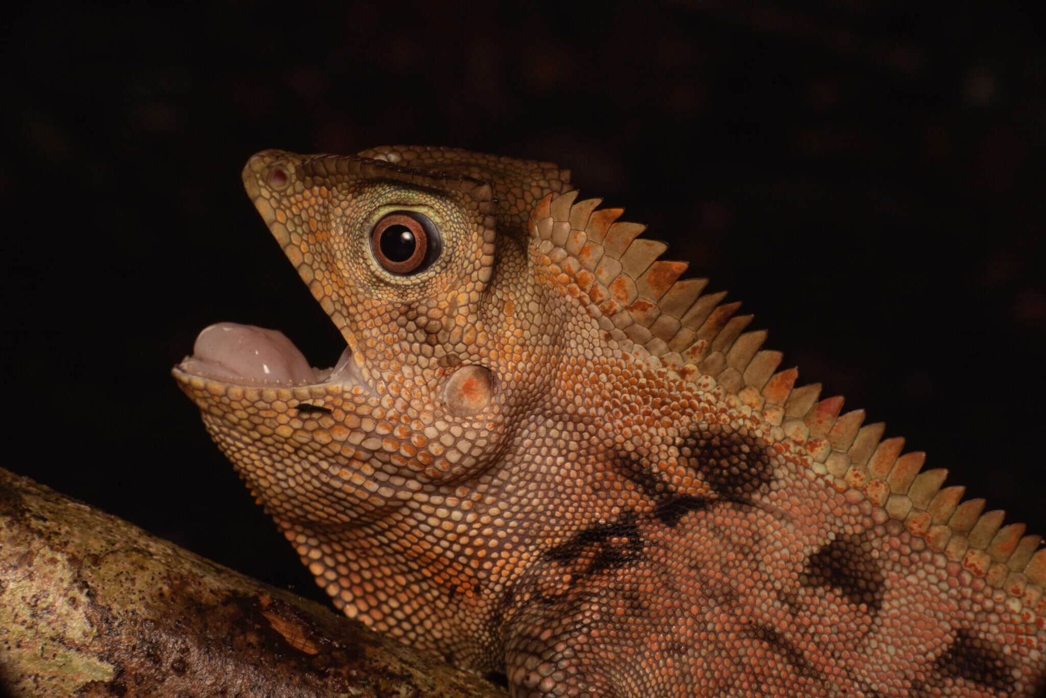 Image of Doria's angle-headed lizard