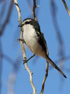 Image of Lanius collaris aridicolus Clancey 1955