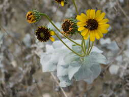 Sivun Encelia palmeri Vasey & N. E. Rose kuva