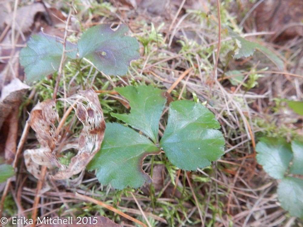 Sivun Coptis trifolia (L.) Salisb. kuva