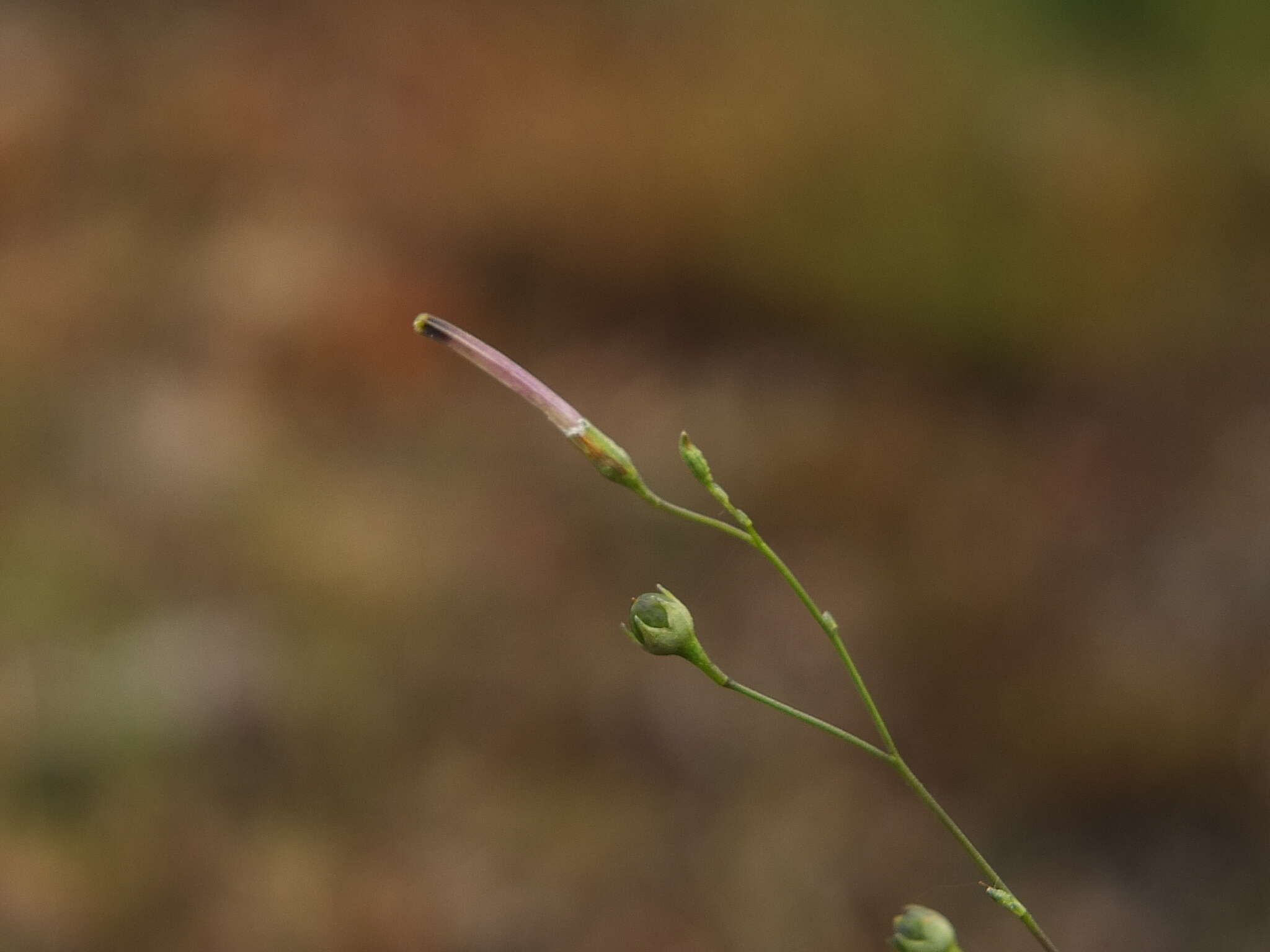 Image of Schwenckia americana L.