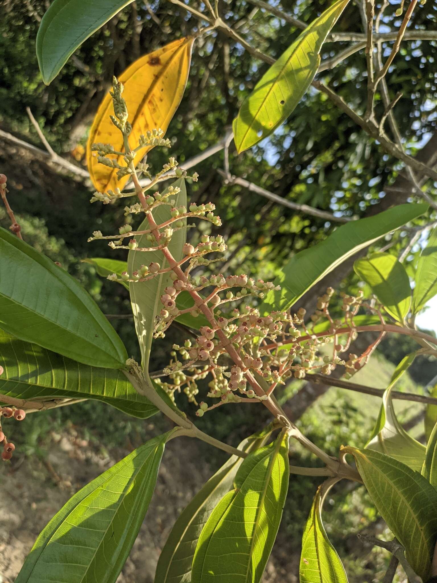 Plancia ëd Miconia trinervia (Sw.) D. Don ex Loud.