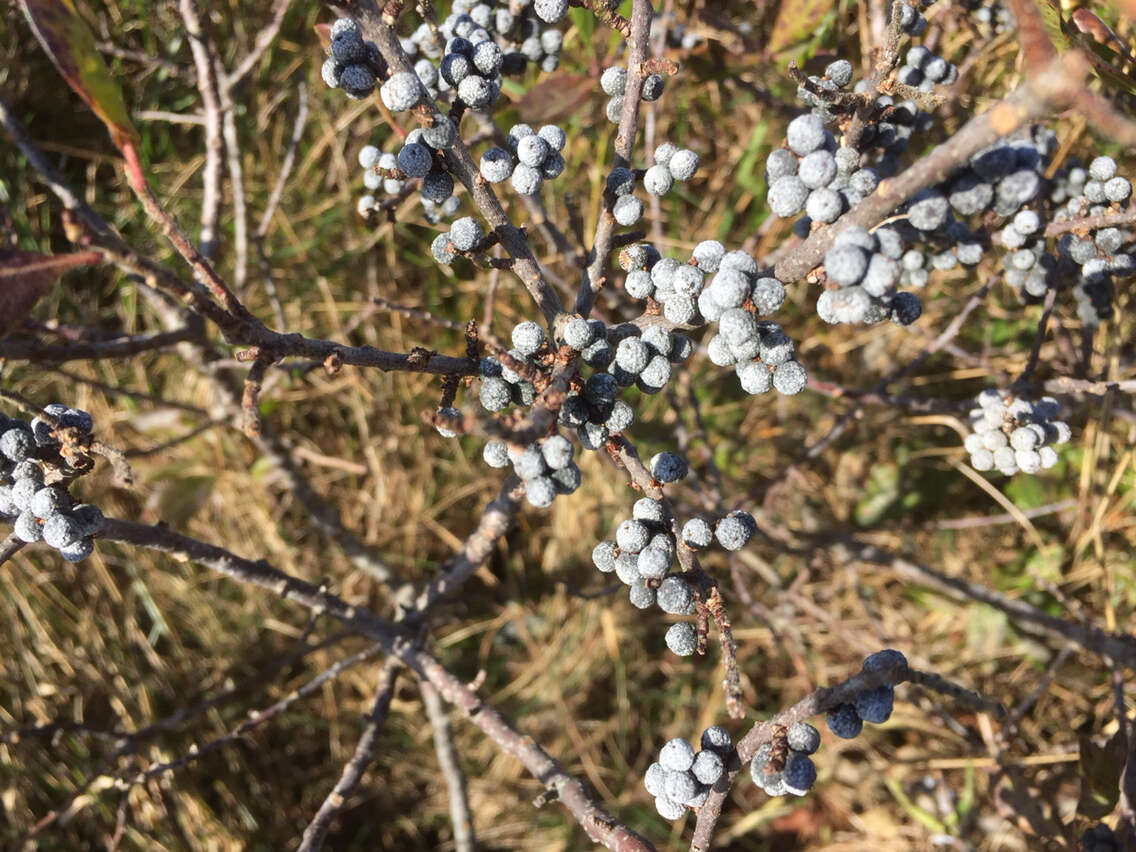 Image of Northern Bayberry