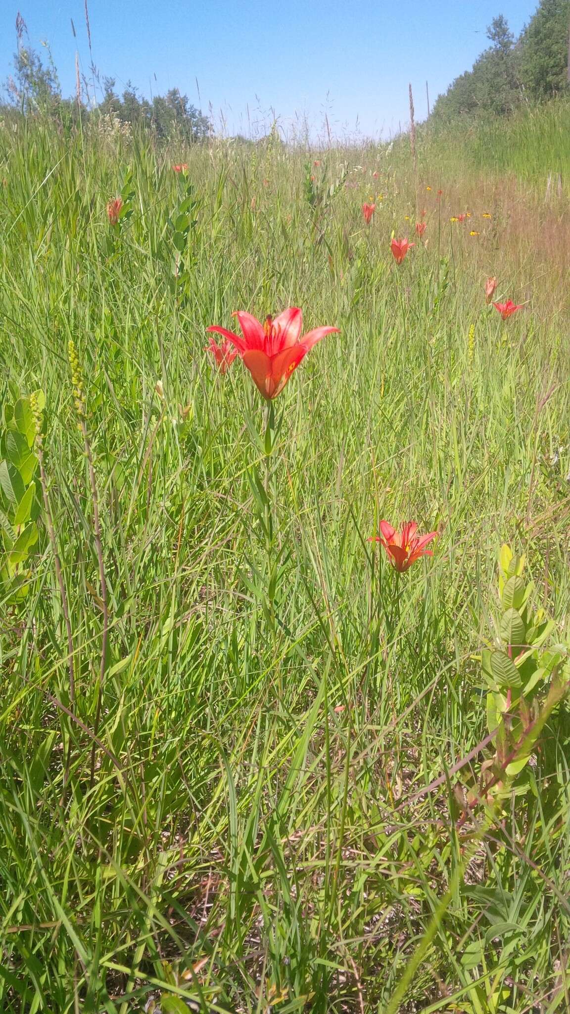 Lilium philadelphicum L. resmi