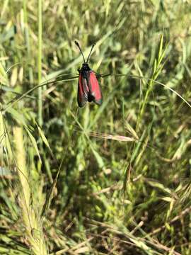 Image of Zygaena purpuralis Brünnich 1763