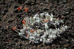 Image of Craters of the Moon cushion buckwheat