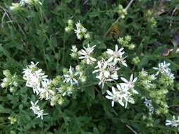 Image of Oregon whitetop aster