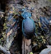 Image of Carabus (Carabus) goryi Dejean 1831