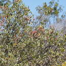 Image of Grevillea decora Domin