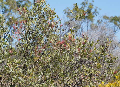 Imagem de Grevillea decora Domin