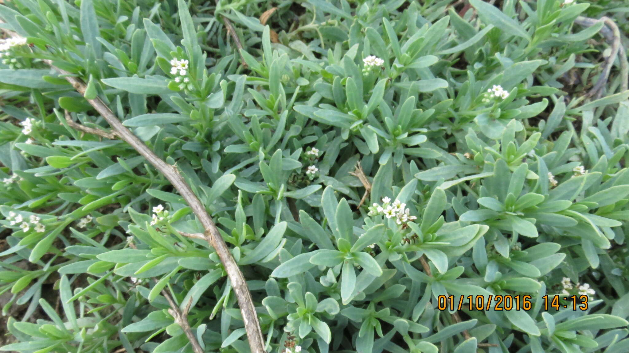 Image of salt heliotrope