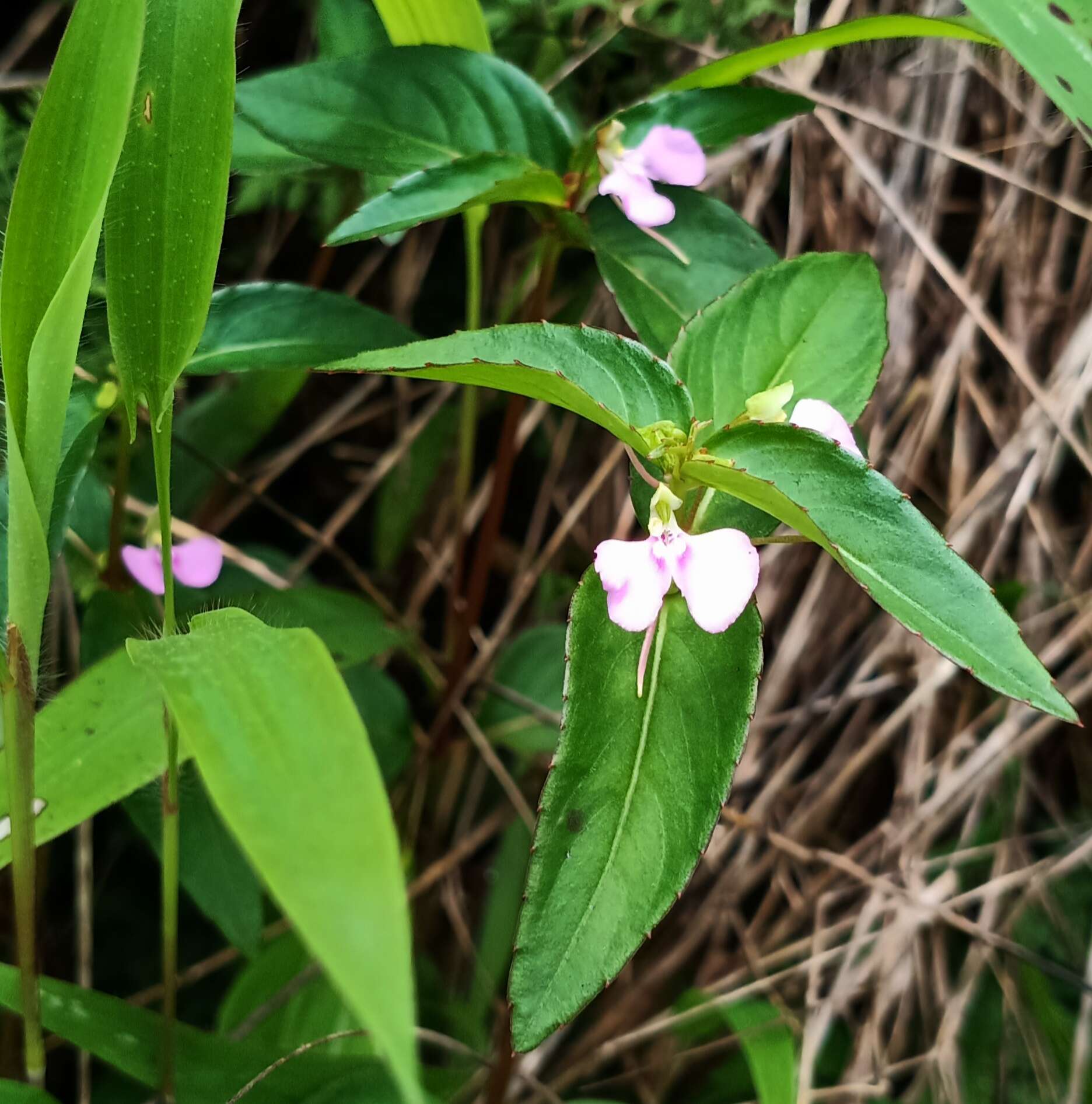 Image of Impatiens minor (DC.) S. S. R. Bennet