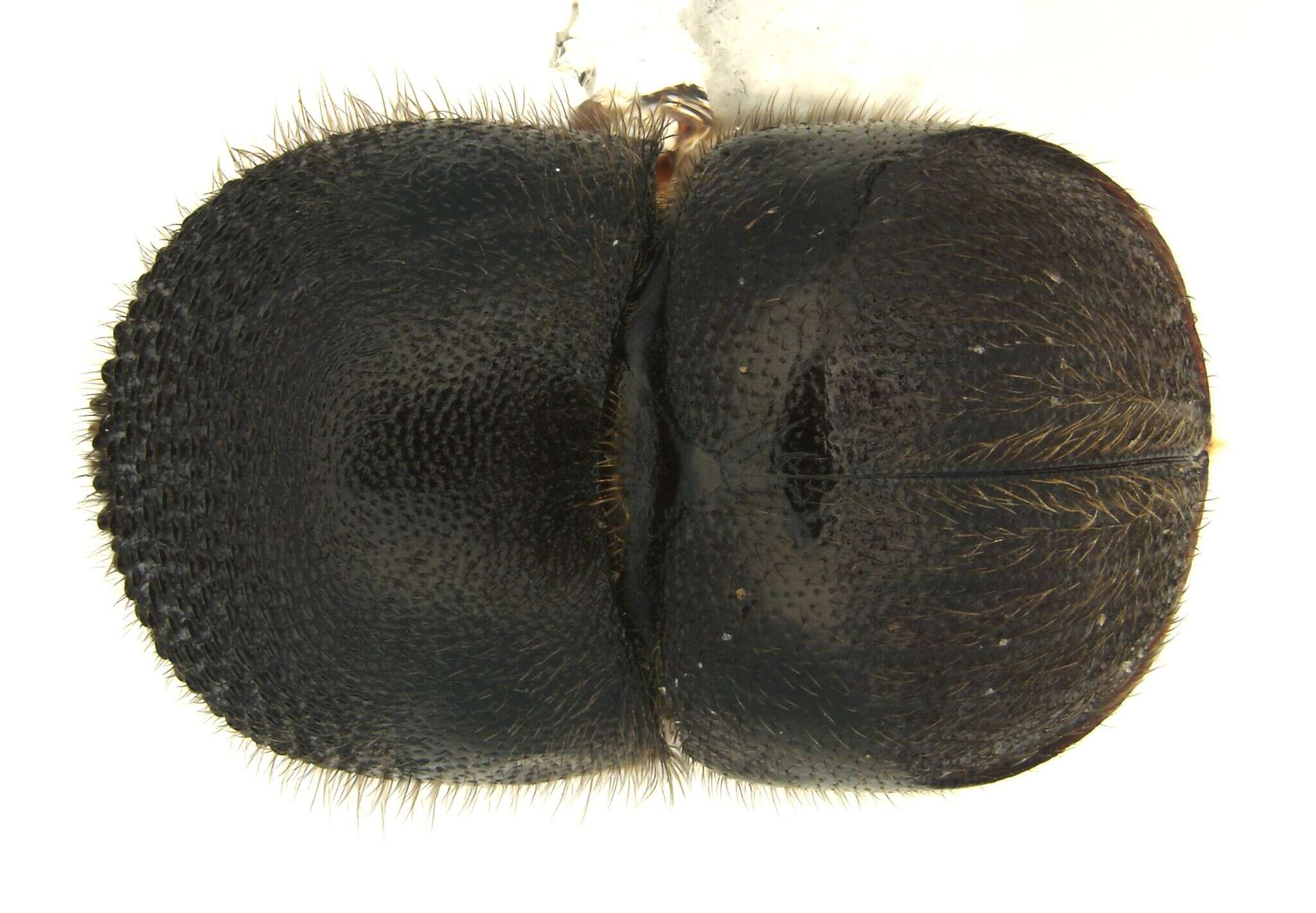 Image of Camphor shot borer