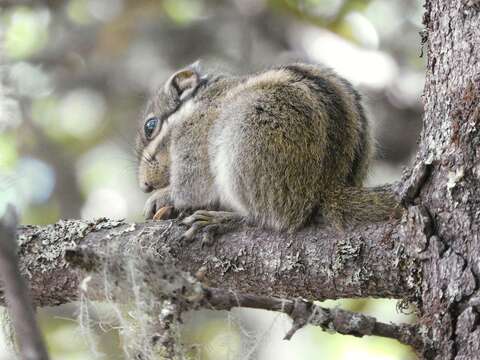 Image of Swinhoe's Striped Squirrel