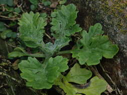 Plancia ëd Senecio radiolatus subsp. radiolatus