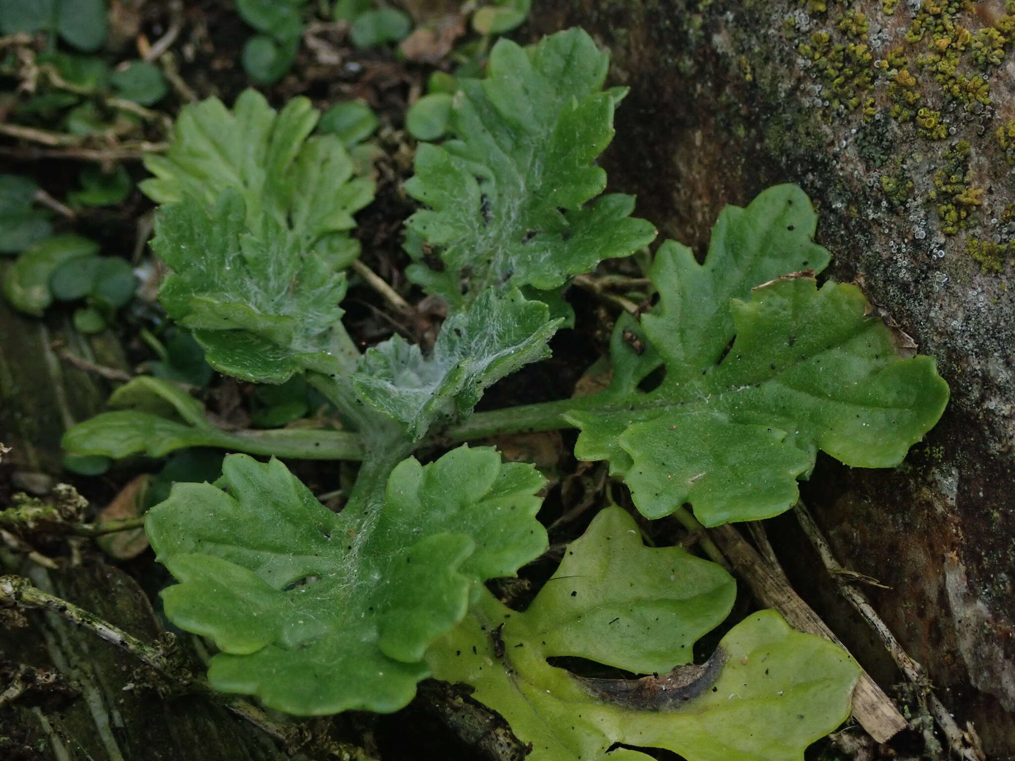 Image of Senecio radiolatus subsp. radiolatus