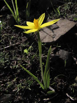 Image of Empodium veratrifolium (Willd.) M. F. Thomps.