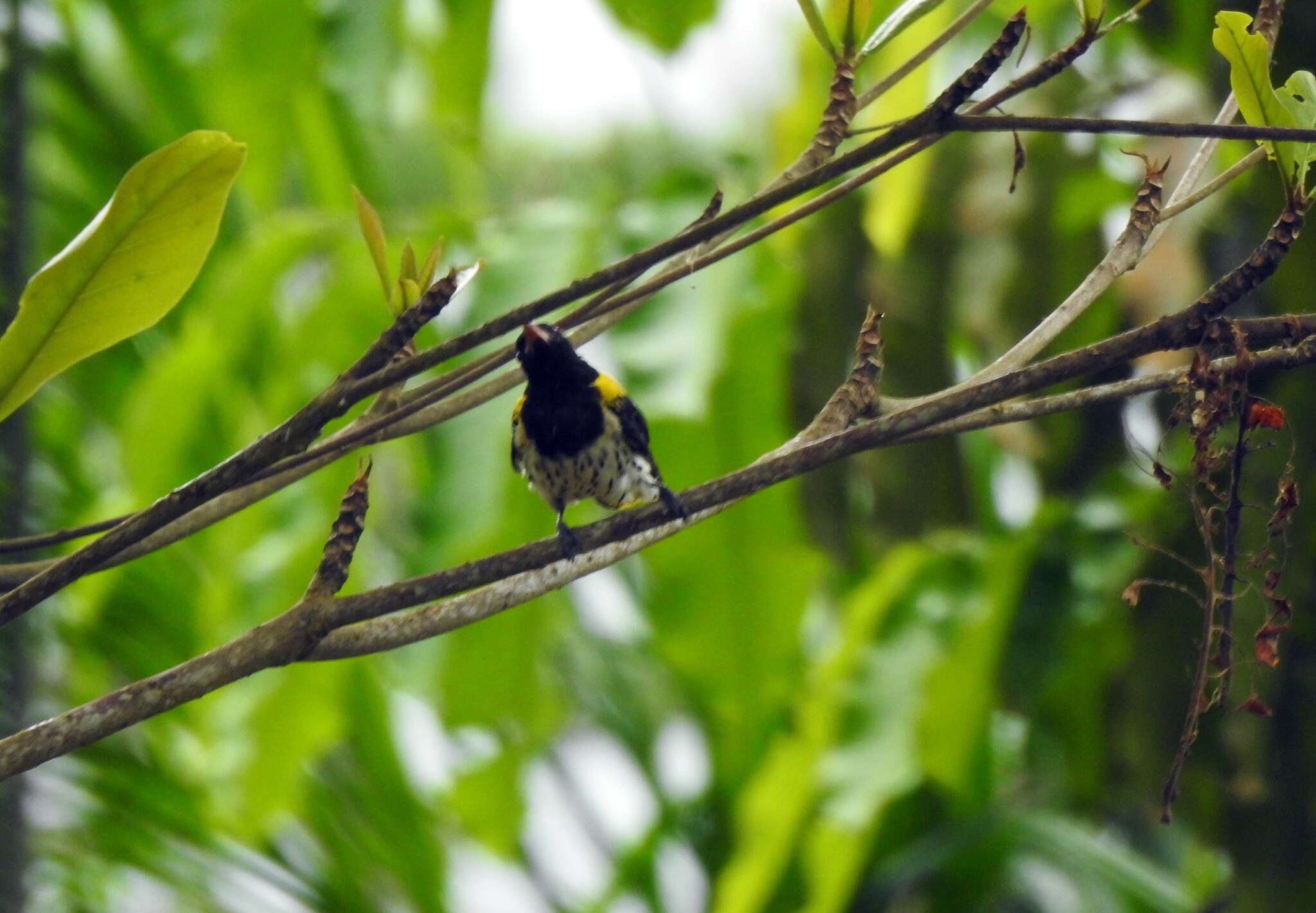 Oriolus xanthonotus Horsfield 1821的圖片