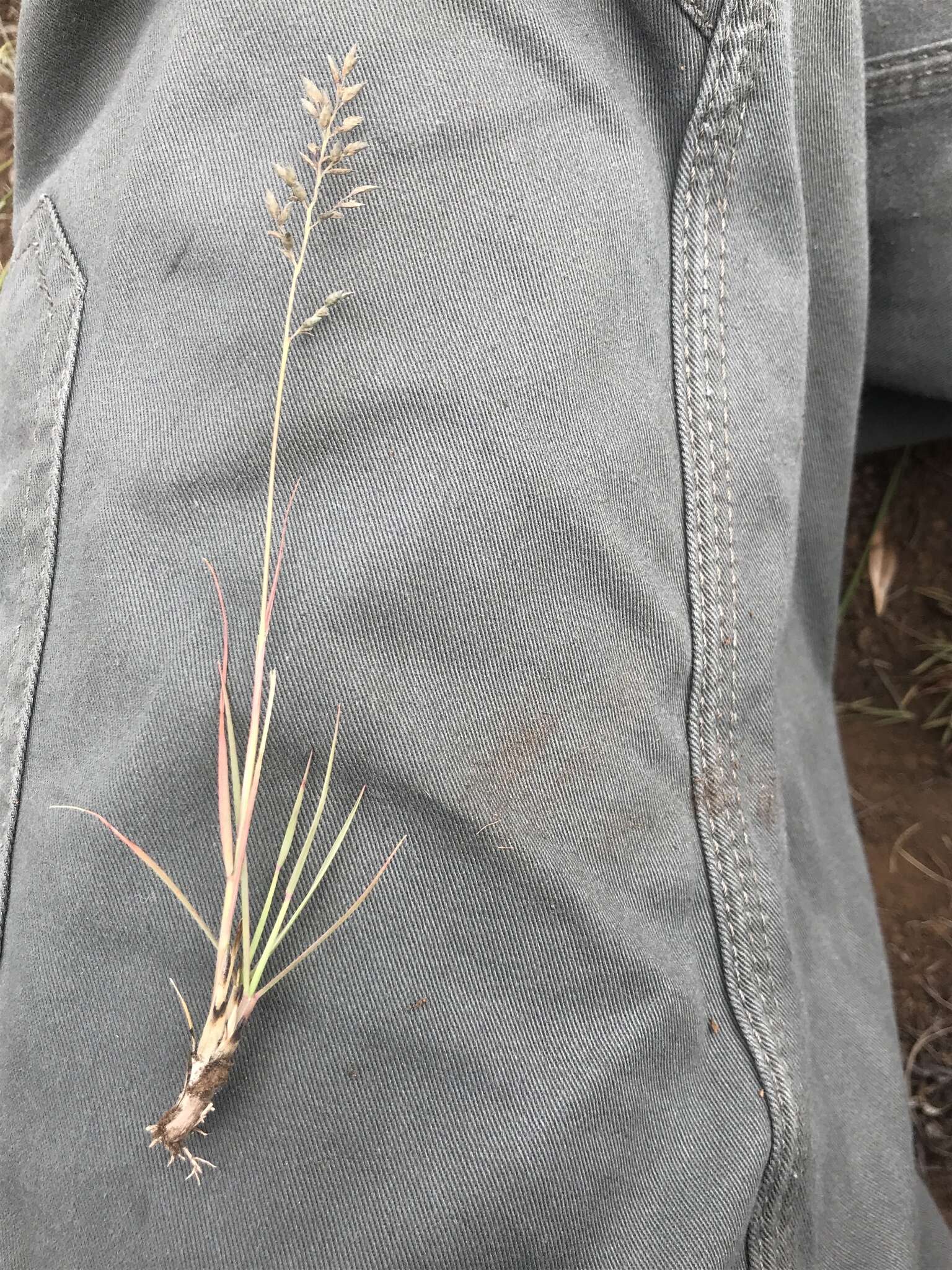 Image of Narrow heart love grass