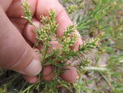 Image of Common Fringe Falseslugwort