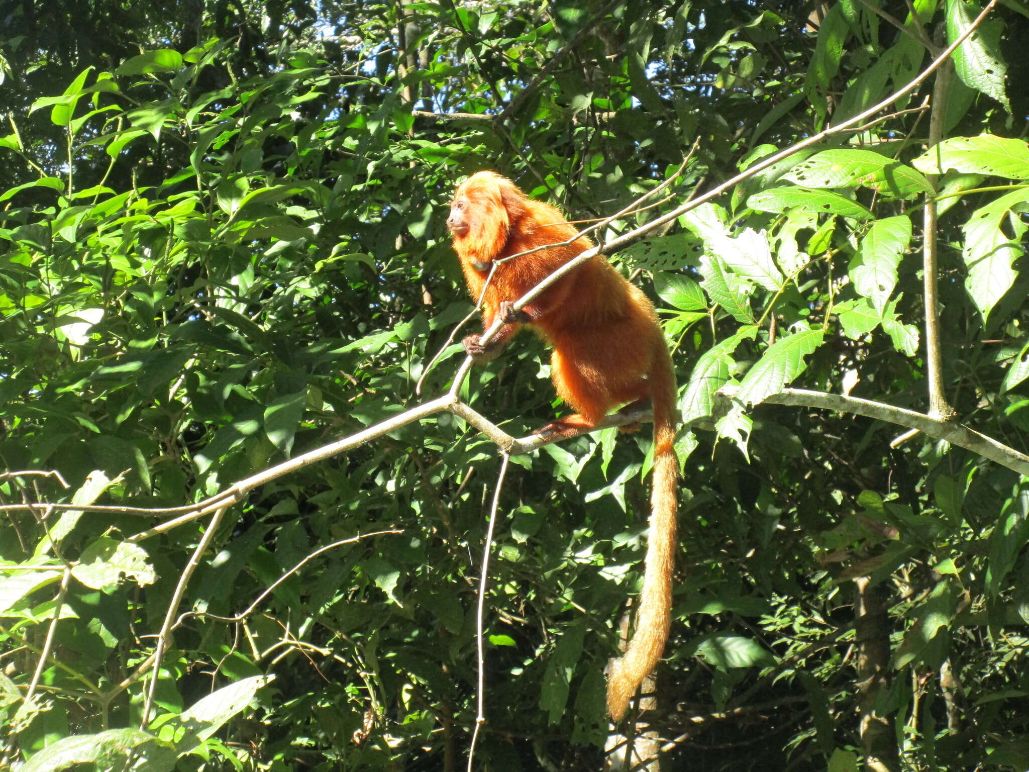 Image of Golden Lion Tamarin