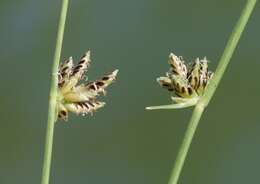 Слика од Cyperus laevigatus L.