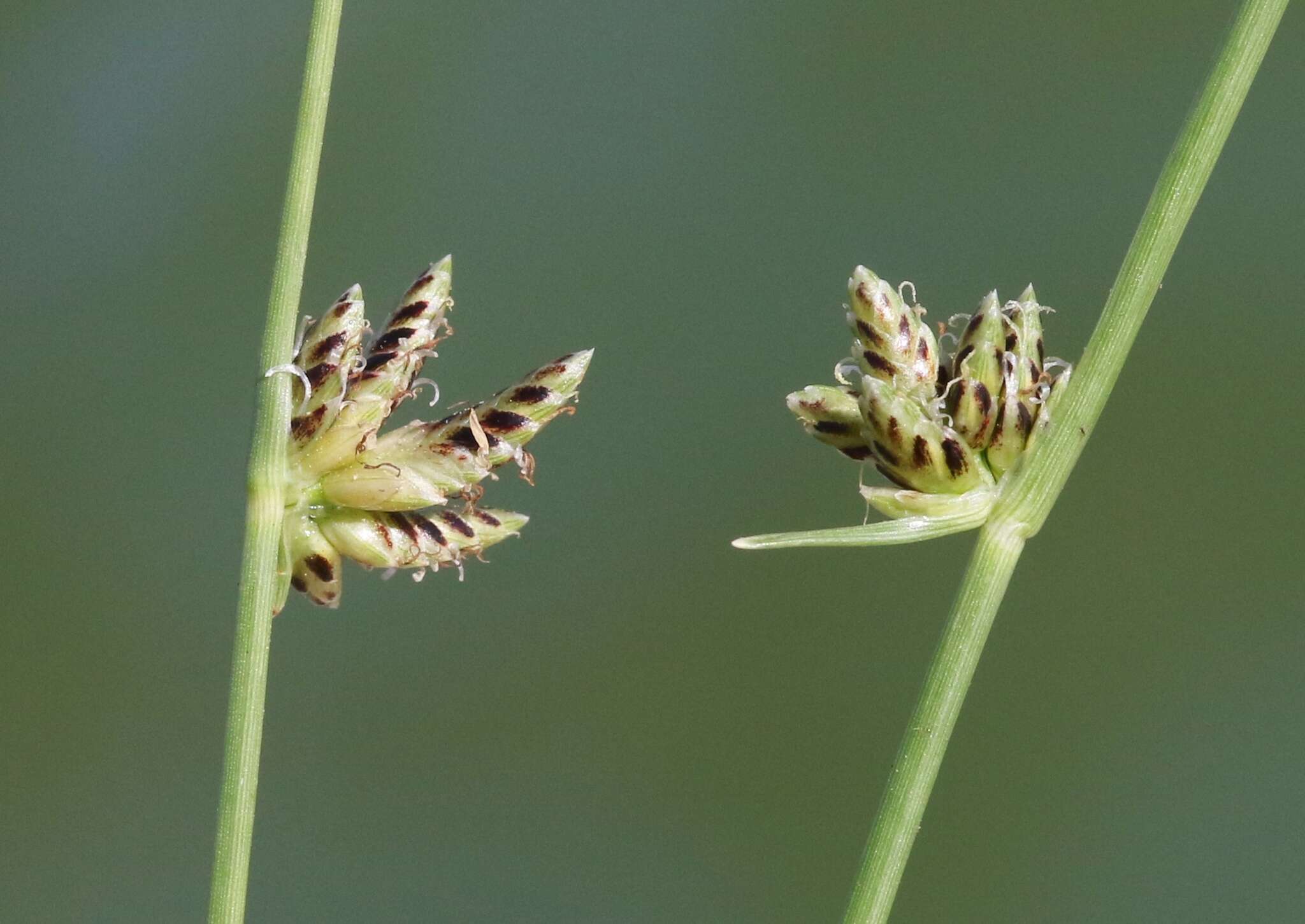 Слика од Cyperus laevigatus L.