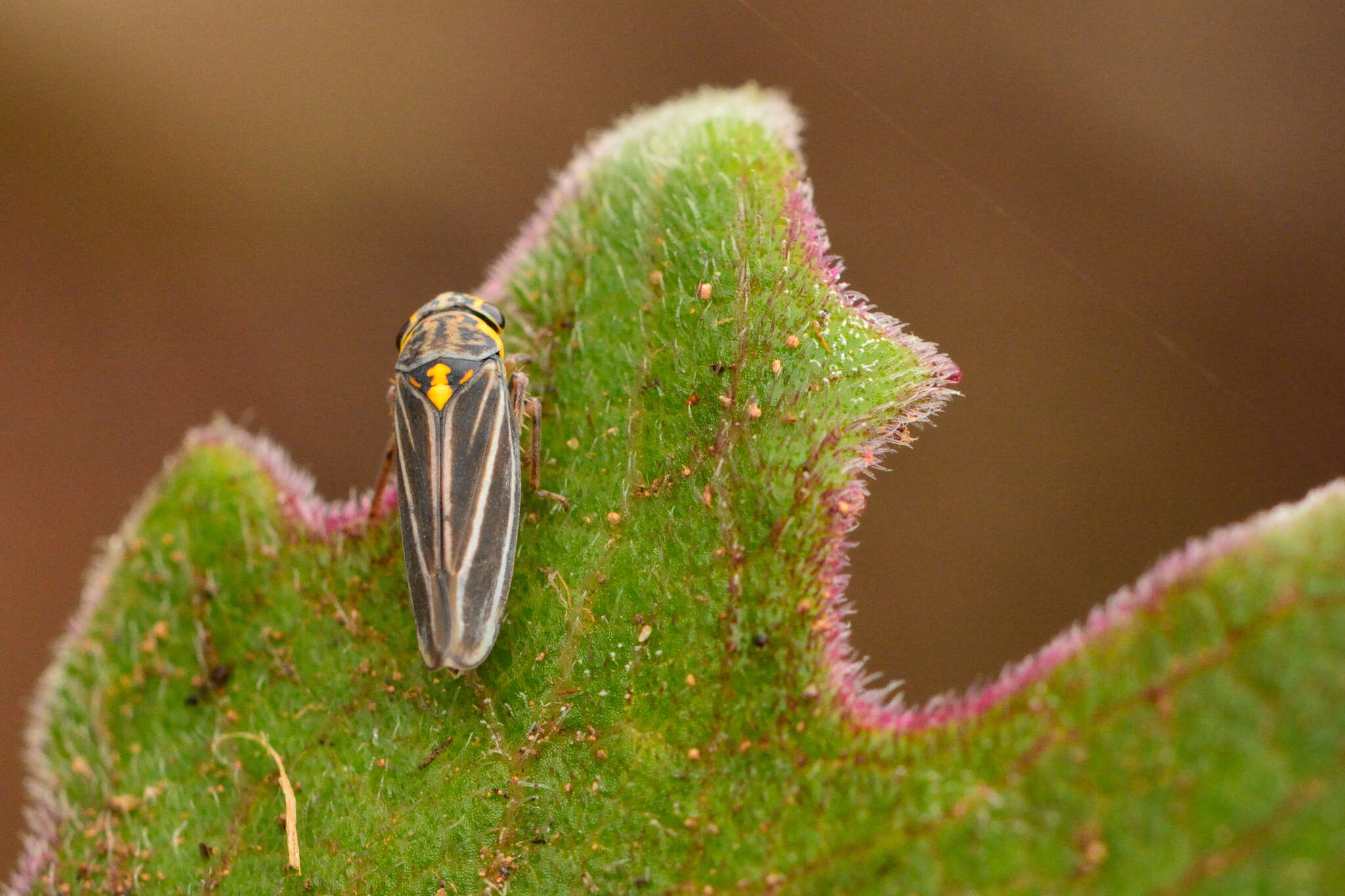 Image of Graphocephala nigrifascia (Walker & F. 1851)