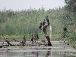 Image of Pygmy Cormorant