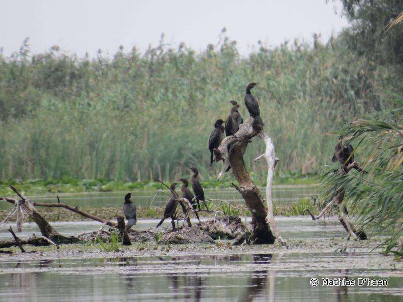 Image of Pygmy Cormorant