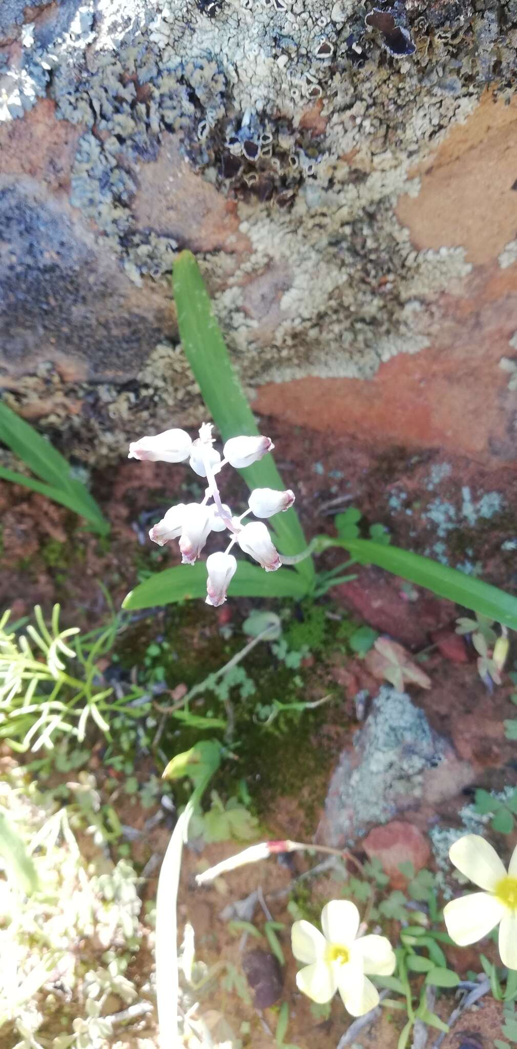 Image of Lachenalia bolusii W. F. Barker