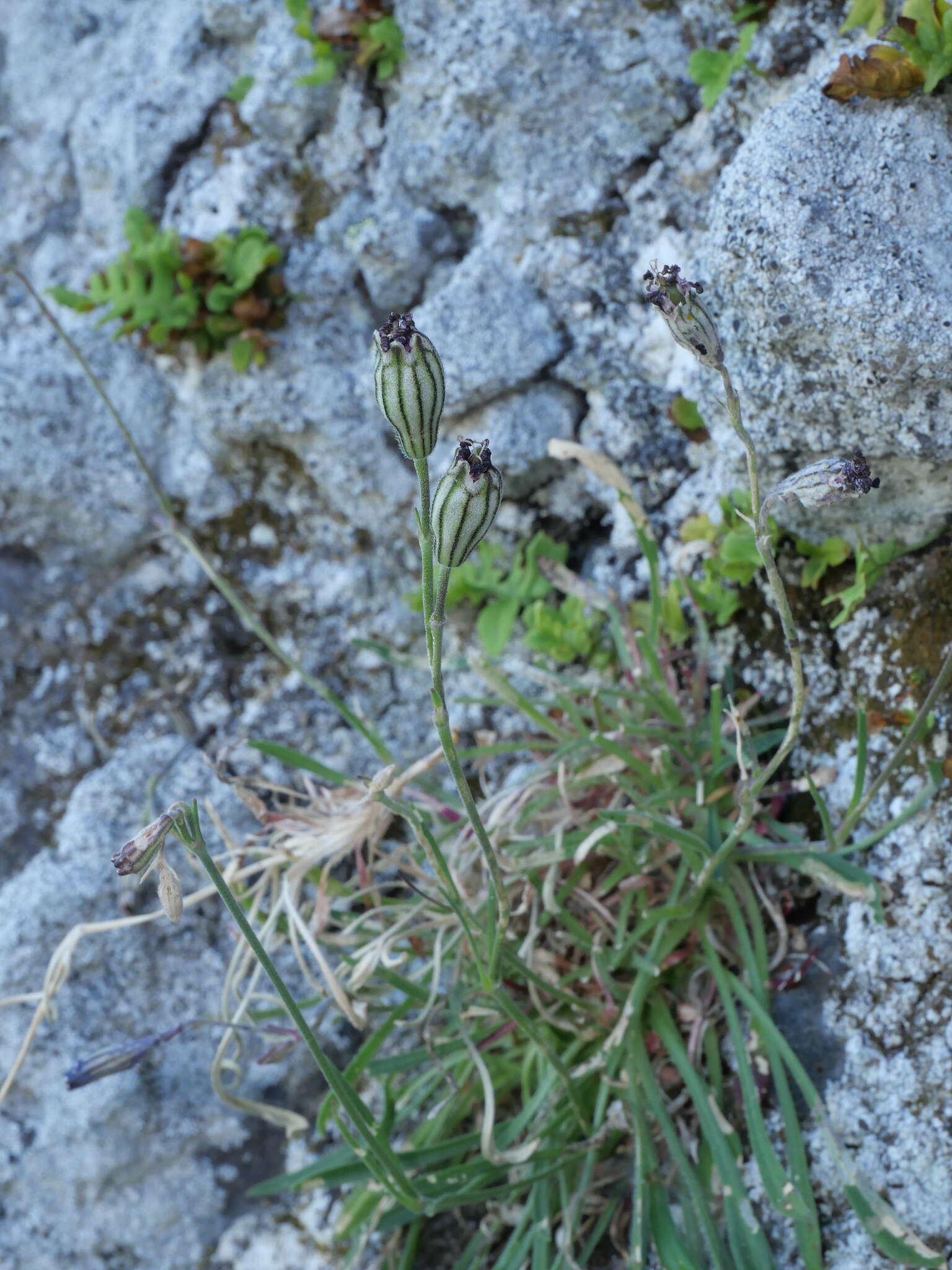 Imagem de Silene ciliata Pourret