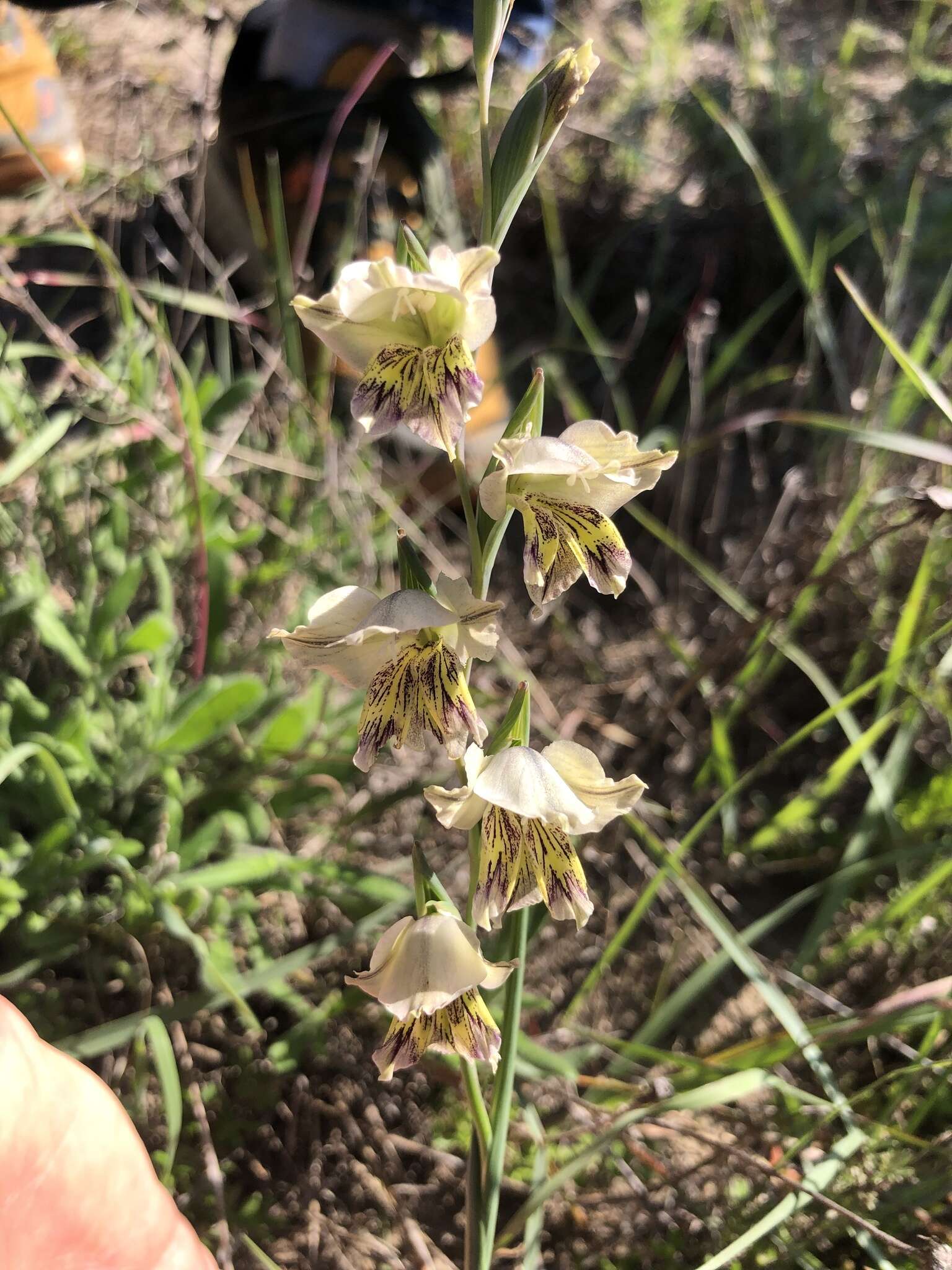 Image of Gladiolus griseus Goldblatt & J. C. Manning