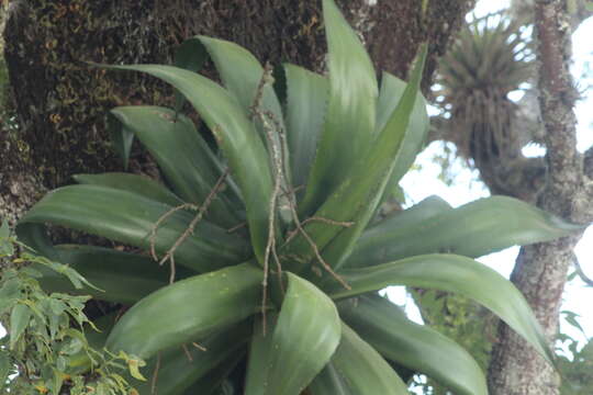 Image of Agave atrovirens var. atrovirens