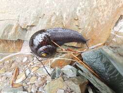 Image of Powelliphanta gagei (Powell 1938)