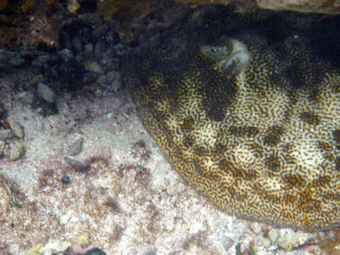 Image of Yellow Stingray