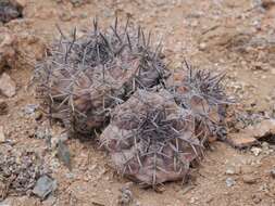 Image of Copiapoa montana F. Ritter