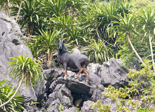 Image of Sumatran serow