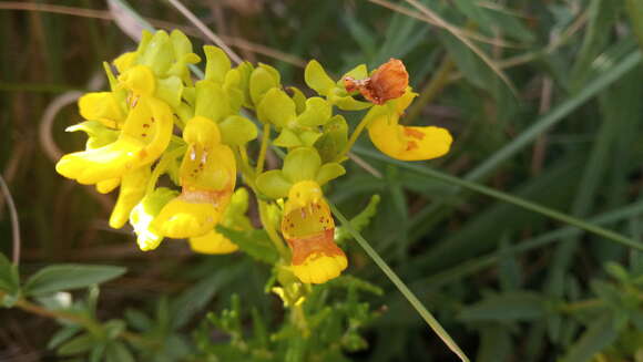 Image of Calceolaria teucrioides Griseb.