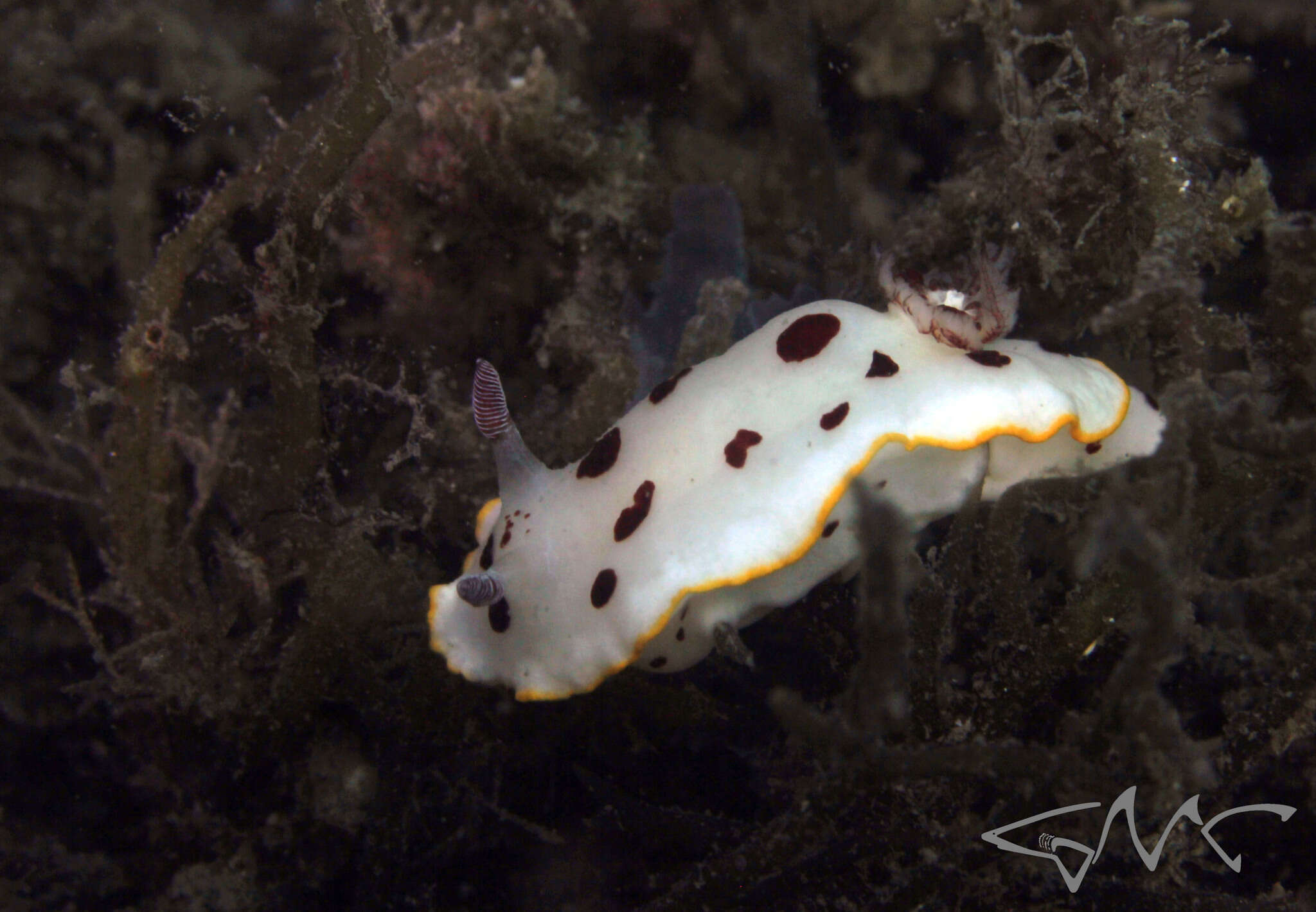 Image de Goniobranchus splendidus (Angas 1864)