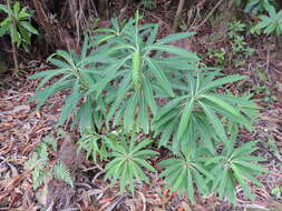 Image of Canary Spurge