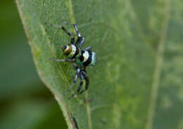 Image of Phintella vittata (C. L. Koch 1846)