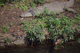 Image of Cigarette bush