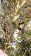 Image of Disa multifida Lindl.