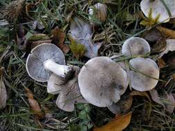 Image of Tricholoma cingulatum (Almfelt ex Fr.) Jacobasch 1892